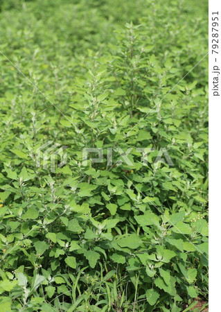 畑や道端に生える、シロザ 79287951