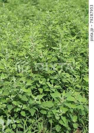 畑や道端に生える、シロザ 畑や道端に生える、シロザ 79287953