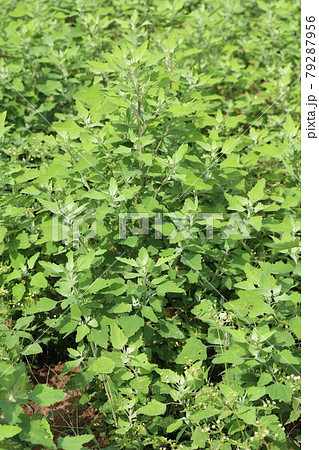 畑や道端に生える、シロザ 79287956