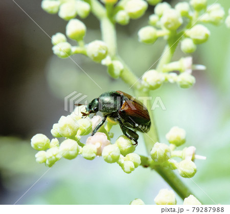 蜜を探しに飛来しヤブガラシの花の上を歩くマメコガネ1 蜜を探しに飛来しヤブガラシの花の上を歩くマメコガネ1 79287988