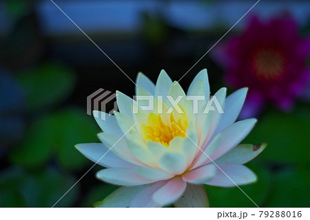 春に咲きほこる花々たち 春に咲きほこる花々たち 79288016