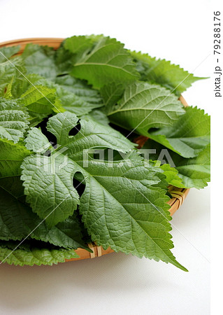 桑の葉 79288176