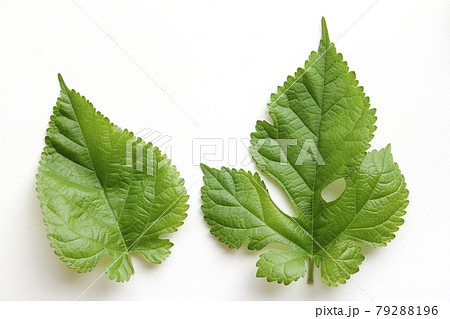 桑の葉 79288196