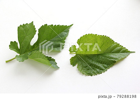 桑の葉 79288198