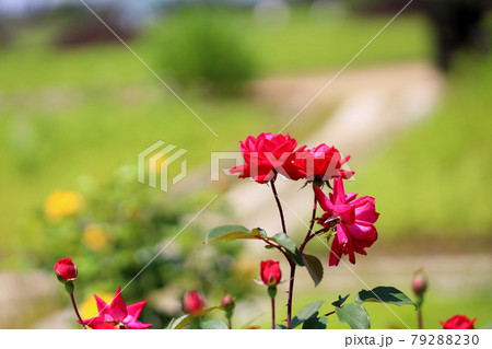 バラの花 79288230