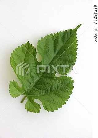 桑の葉 桑の葉 79288239