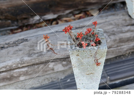 大谷石の花瓶に植えられた様々なきれいでかわいい花木の写真素材