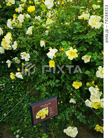 バラ園の薔薇 バラ園の薔薇 79288353