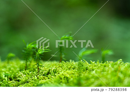 苔生した岩から伸びる瑞々しい若芽 79288398