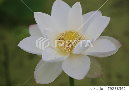 夏の朝に咲く、ハスの花 夏の朝に咲く、ハスの花 79288562