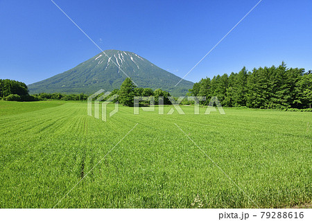 初夏の北海道京極町で青い麦畑と羊蹄山（蝦夷富士）の風景を撮影 79288616