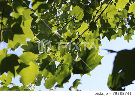 青空に映える、プラタナスの若葉 79288741