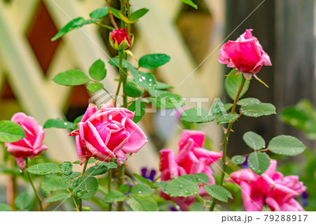 view of large buds of scarlet roses, the petals of which are beginning to wither view of large buds of scarlet roses, the petals of which are beginning to wither 79288917