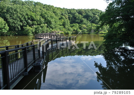 公園の池にある、浮桟橋の写真素材 [79289105] - PIXTA