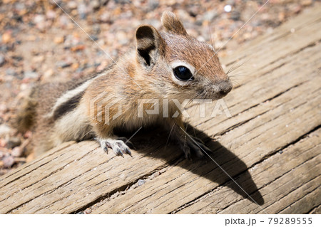 Golden-mantled ground squirrel 79289555