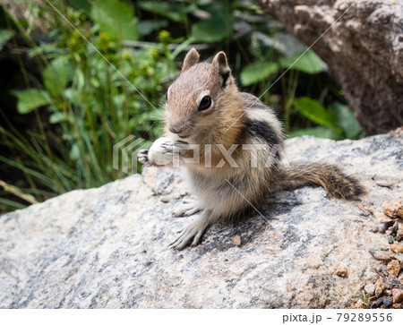 Golden-mantled ground squirrel 79289556
