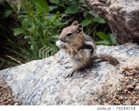 Golden-mantled ground squirrel 79289558