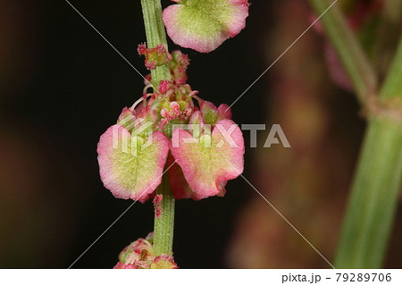 自然　植物　スイバ、ギシギシ似ですがこちらは雌雄異株。これは雌花と若い実、赤い毛玉は雌花の花柱 79289706