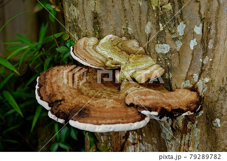 サルノコシカケ 【相模原市津久井 7月】 サルノコシカケ 【相模原市津久井 7月】 79289782