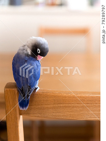 リビングで寛ぐボタンインコ リビングで寛ぐボタンインコ 79289797