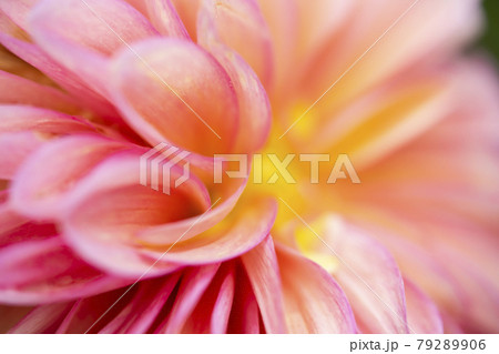 ダリア ダリア 79289906