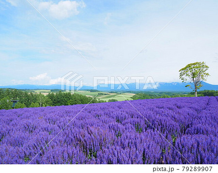 北海道の絶景 美瑛 四季彩の丘のブルーサルビア 北海道の絶景 美瑛 四季彩の丘のブルーサルビア 79289907