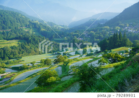 朝靄に包まれた山村の吉延棚田 79289931