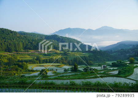 早朝の吉延棚田と雲海 早朝の吉延棚田と雲海 79289935