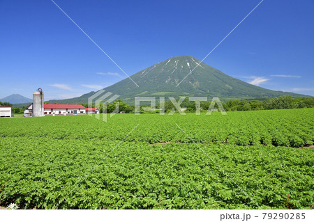 初夏の北海道真狩村で花が咲き始めたジャガイモ畑と残雪の羊蹄山（蝦夷富士）の風景を撮影 79290285