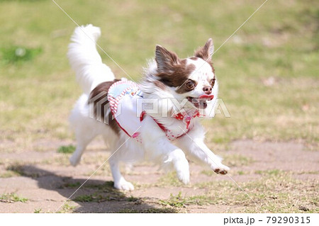 勢いよく走るチワワ 79290315