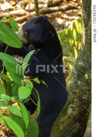 クマ 熊 くま 79290340