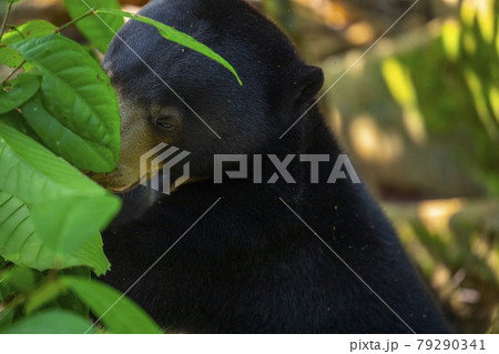 クマ 熊 くま 79290341