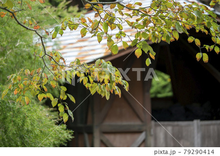 ヤマボウシの紅葉 ヤマボウシの紅葉 79290414