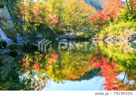 埼玉県嵐山町　武蔵の小京都　嵐山渓谷の紅葉 79290503