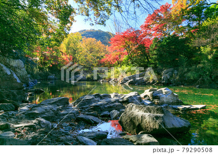 埼玉県嵐山町　武蔵の小京都　嵐山渓谷の紅葉 79290508