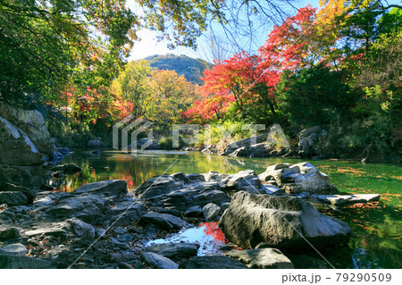 埼玉県嵐山町　武蔵の小京都　嵐山渓谷の紅葉 79290509