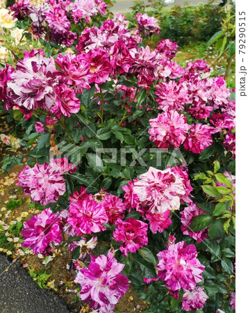 バラ園の薔薇 バラ園の薔薇 79290515