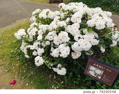 バラ園の薔薇 79290548