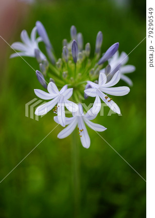 アガパンサス 79290549