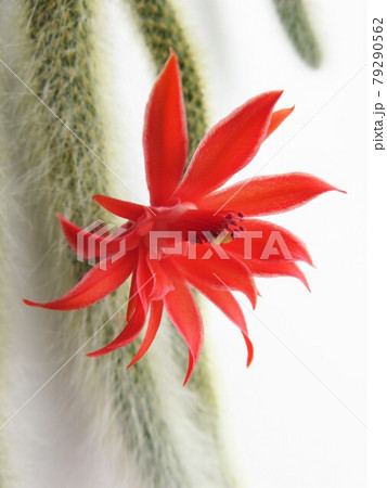 ヒルデウィンテラ　コラデモノニス 79290562