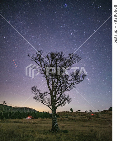 草原にある一本木と星空 茶臼山 草原にある一本木と星空 茶臼山 79290668