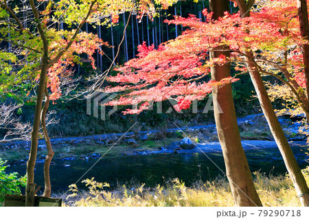 埼玉県嵐山町 武蔵の小京都 嵐山渓谷の紅葉の写真素材