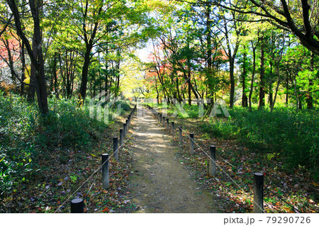 埼玉県嵐山町　武蔵の小京都　嵐山渓谷の紅葉 79290726