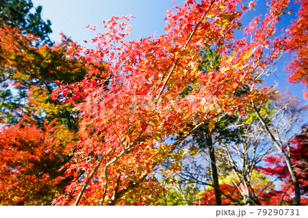 埼玉県嵐山町 武蔵の小京都 嵐山渓谷の紅葉の写真素材