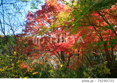 埼玉県嵐山町 武蔵の小京都 嵐山渓谷の紅葉の写真素材