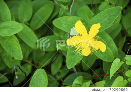 ビヨウヤナギ ビヨウヤナギ 79290866