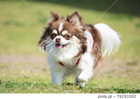 ドッグランで楽しく走るチワワ ドッグランで楽しく走るチワワ 79291002