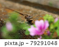 トカゲのポートレート 79291048