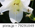 蜘蛛の日常 79291049