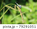 トンボの重さにしなる草 79291051
